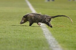 Buni ko'rish kerak! Maydonda opossum paydo bo'ldi, ammo TV xodimlari vaziyatdan chiqib ketishdi (VIDEO)